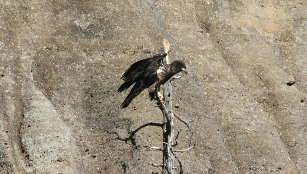 Golden Eagle at Lake Billy Chinook